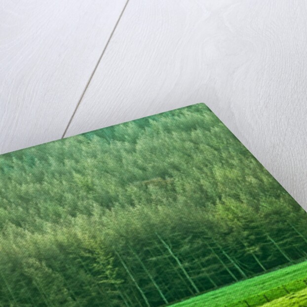 Forest edge by Assaf Frank